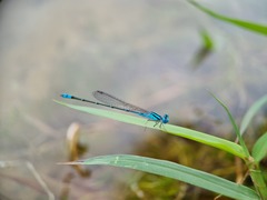 Pseudagrion