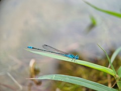 Pseudagrion