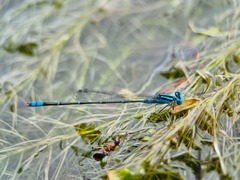 Pseudagrion