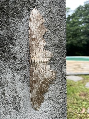 Thysania agrippina