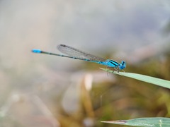 Pseudagrion