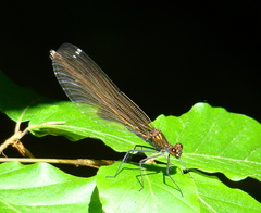 Calopteryx splendens