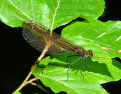 Calopteryx splendens