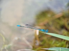 Pseudagrion