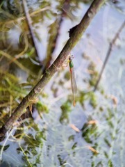 Ceriagrion cerinorubellum