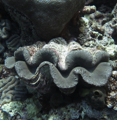 Tridacna