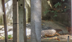 Varanus salvator macromaculatus