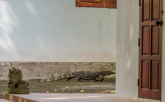 Varanus salvator macromaculatus
