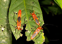 Macrocheraia grandis