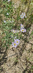Aster altaicus canescens