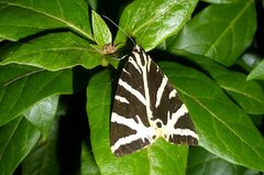 Euplagia quadripunctaria