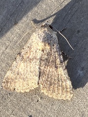 Pandesma robusta