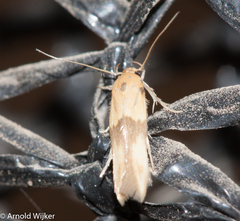 Stathmopoda auriferella