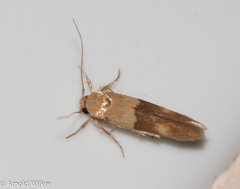 Stathmopoda auriferella