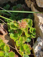 Teucrium pyrenaicum