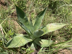 Aloe simii
