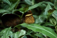 Xanthotaenia busiris