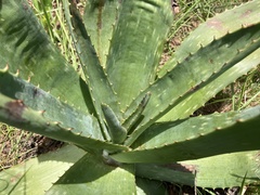 Aloe simii