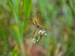 Argiope catenulata