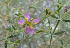 Zygophyllum indicum