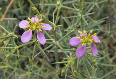 Zygophyllum indicum