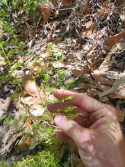 Lindsaea microphylla