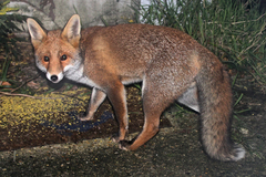 Vulpes vulpes crucigera