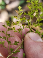 Lindsaea microphylla