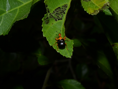 Attelabidae