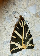 Euplagia quadripunctaria
