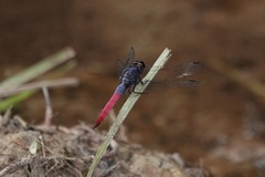 Orthetrum schneideri