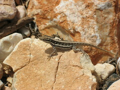 Pristurus sokotranus