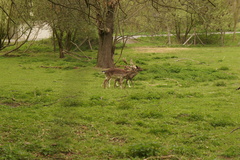 Dama