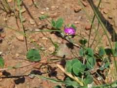 Corbichonia decumbens