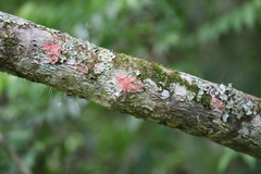 Herpothallon rubrocinctum