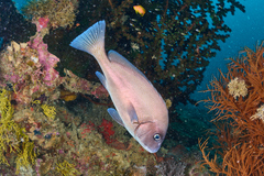 Plectorhinchus diagrammus