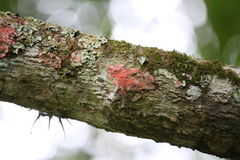 Herpothallon rubrocinctum