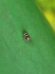 Thorelliola ensifera