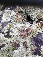 Umbilicaria hirsuta