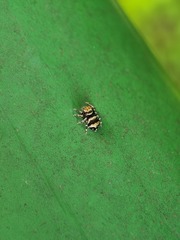 Thorelliola ensifera