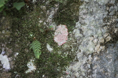 Herpothallon rubrocinctum