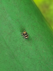 Thorelliola ensifera