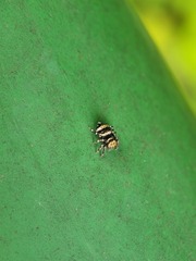 Thorelliola ensifera