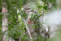 Herpothallon rubrocinctum