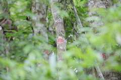 Herpothallon rubrocinctum