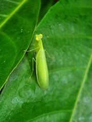 Tropidomantis