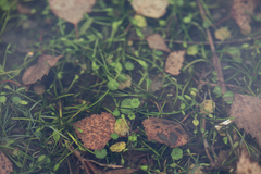 Hydrocotyle vulgaris