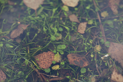 Hydrocotyle vulgaris