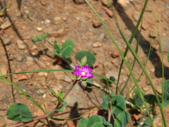 Corbichonia decumbens