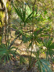 Trachycarpus fortunei